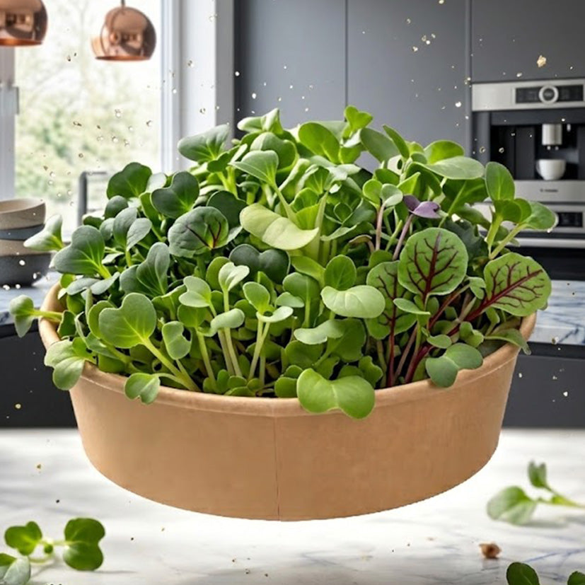 A dynamic shot of fresh MOĆNO brassicas microgreens bursting from a floating round eco-bowl, with water droplets.