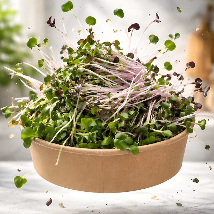A dynamic shot of fresh MOĆNO radish microgreens bursting from a floating round eco-bowl, with water droplets.