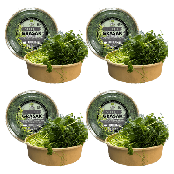 MOĆNO Select Pea microgreens in eco-friendly packaging - view of four boxes - long, decorative shoots rich in fiber and vitamins A and C.