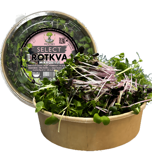 MOĆNO Select Radish microgreens in an eco-friendly container - a rich source of vitamin C and a specific spicy flavor for gourmet dishes.