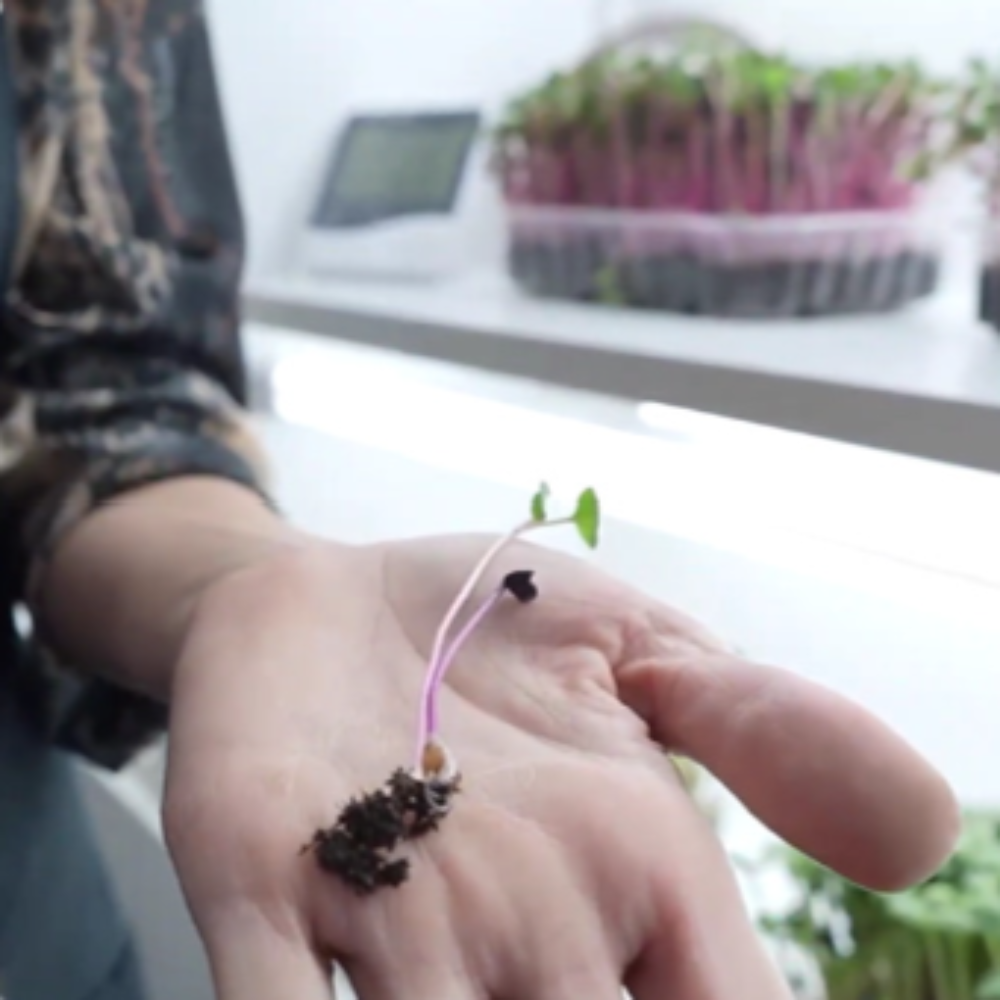 A microgreens sprout with visible roots and seeds on the palm, symbolizing the beginning of growth and the purity of MOĆNO cultivation.