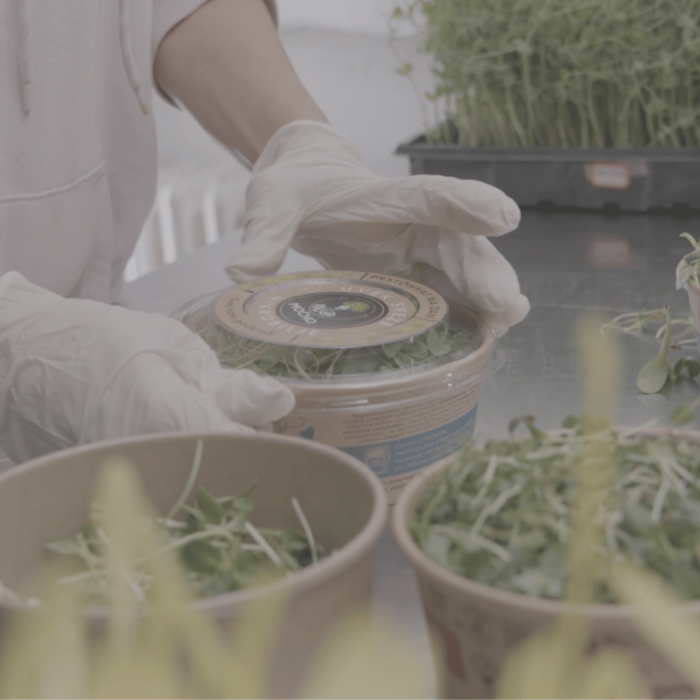 Step 3 of the MOĆNO process: fresh microgreens packed in bio-packaging