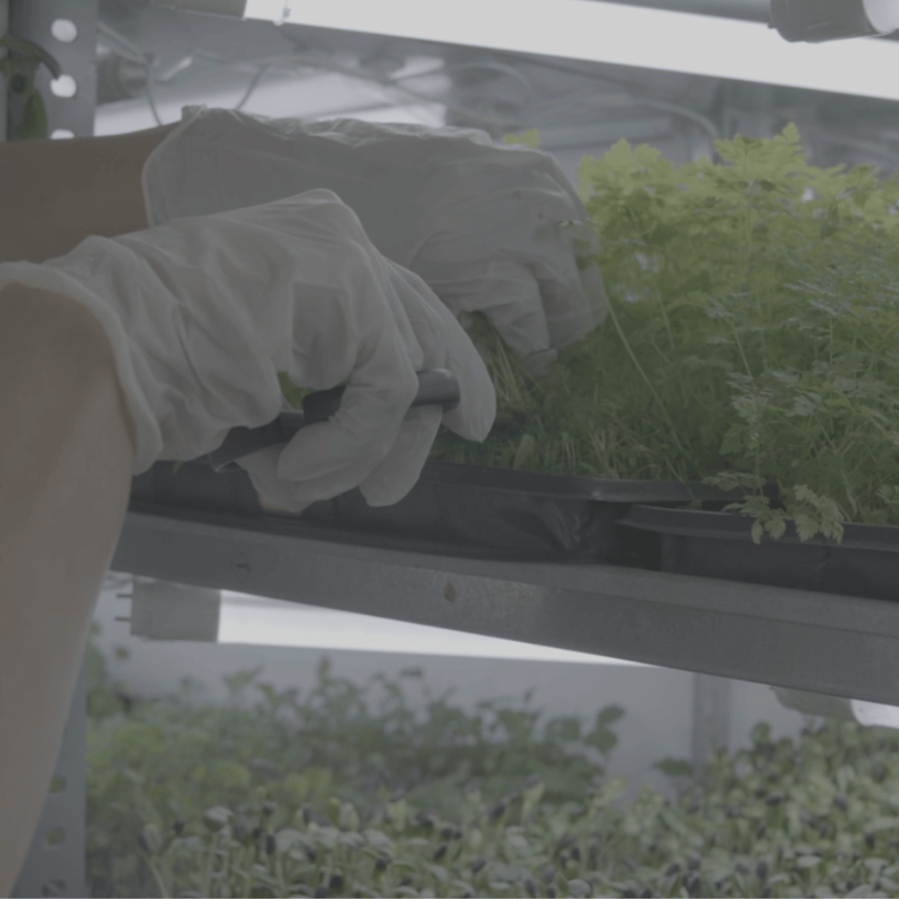 The MOĆNO team carefully grows and harvests fresh microgreens in controlled conditions.