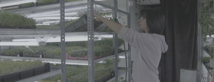 A grower harvesting microgreens on the shelves of a MOĆNO indoor vertical farm