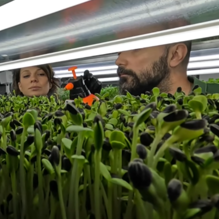 Milena and Ivan Jovanović hosted the team of RTS Znanje Imanje and showed them the whole process of growing microbeads in an urban vertical farm in Vračar.