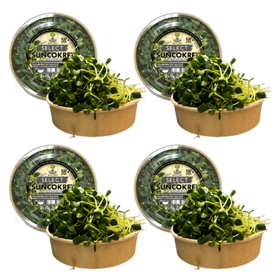 MOĆNO Select Sunflower microgreens in sustainable packaging - view of four boxes - large, crunchy shoots rich in protein and omega fatty acids.