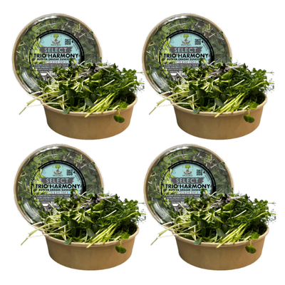 MOĆNO Select Trio Harmony mix - view of four boxes - a fresh combination of radish, peas, and sunflower in eco-friendly packaging.