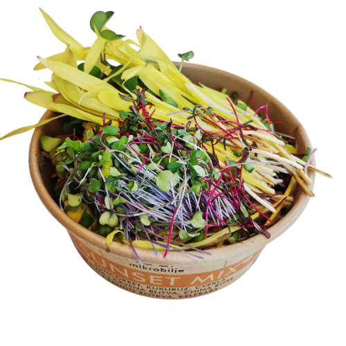 Detailed close-up of the open Sunset Mix container. The contrast between the bright yellow corn and sunflower shoots and the intense red tones of beetroot and sango radish is clearly visible.