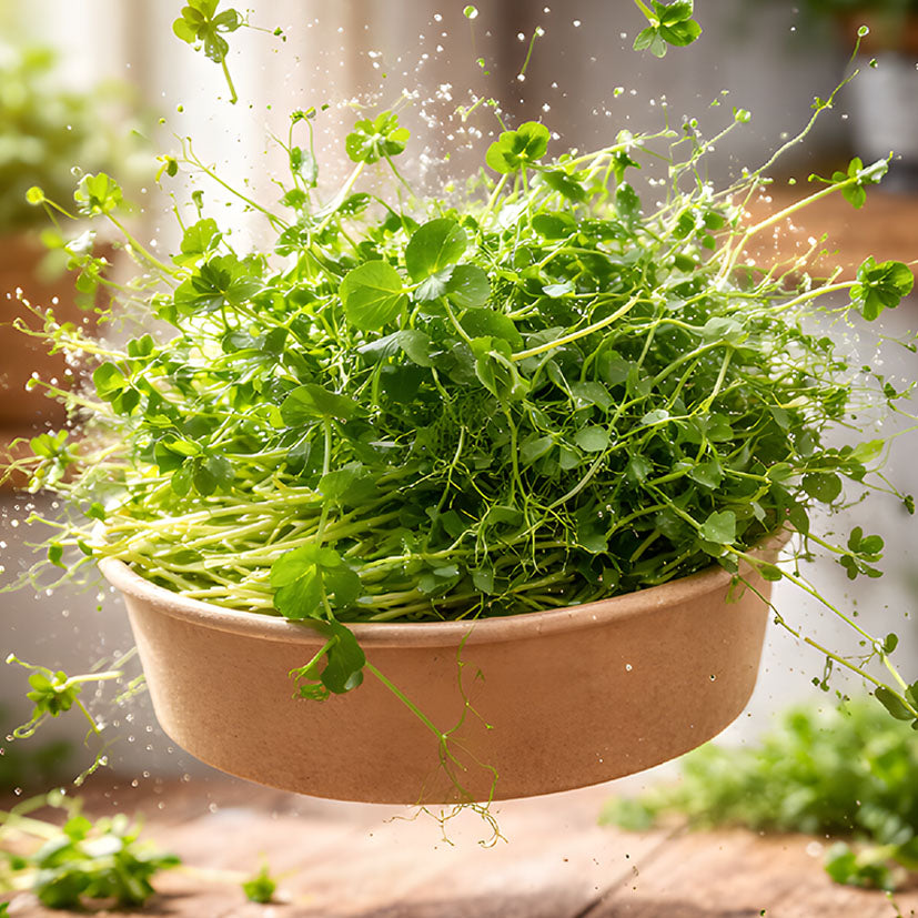 Fresh MOĆNO pea shoot microgreens in a bowl on a chef's kitchen counter
