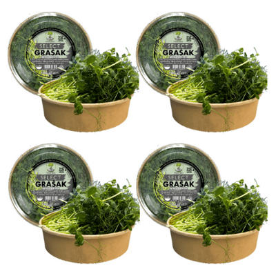 Four tubs of MOĆNO SELECT pea shoot microgreens grouped together