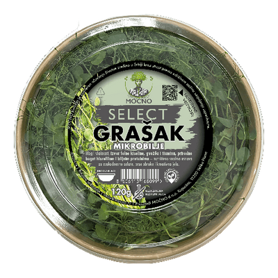 Detailed view of fresh MOĆNO brand pea microgreens, known for the sweet taste of young peas and crunchy green shoots.