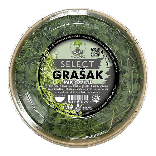 Detailed view of fresh MOĆNO brand pea microgreens, known for the sweet taste of young peas and crunchy green shoots.