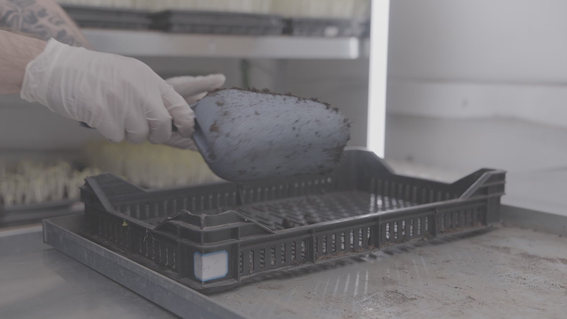 Load video: Mocno microgreens planting process vertical farm. Display of substrate preparation and precise planting of microgreens seeds in controlled conditions of the MOĆNO urban farm.