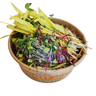 Open tub of MOĆNO Sunset Mix colorful fresh microgreens, close-up