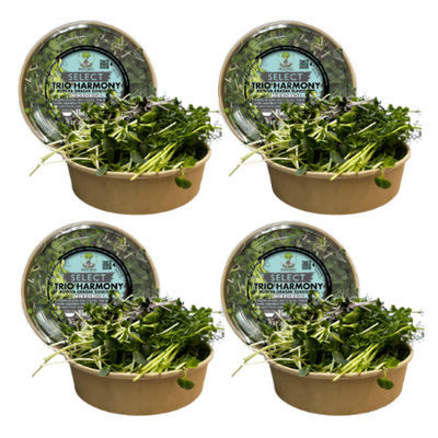 Four tubs of MOĆNO SELECT Trio Harmony microgreens blend grouped together