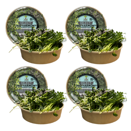 Four tubs of MOĆNO SELECT Trio Harmony microgreens blend grouped together